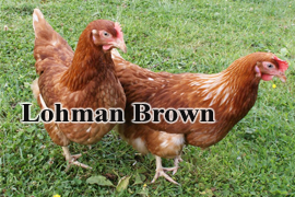 lohman-brown