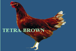 tetra-brown